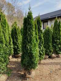 Thuja de orice specie aclimatizati pentru temperatutilr din Romania