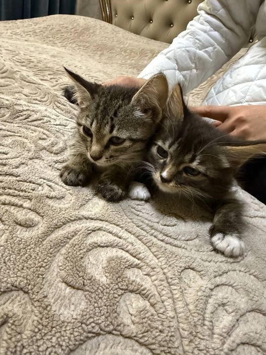 Mushuk 2 ta ласковый