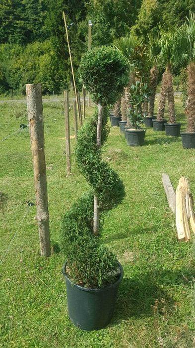 Tuia spiral Mesteacan Magnolie
