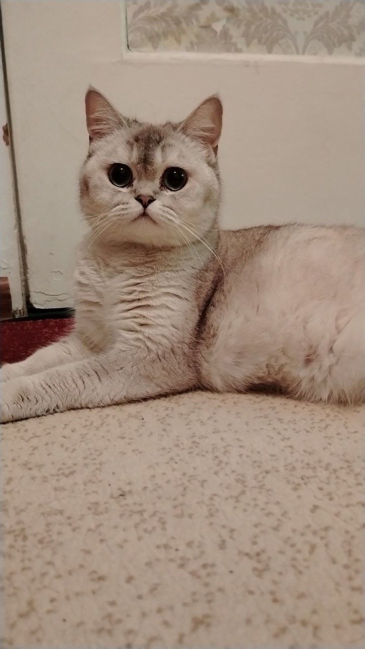 Серебристый ШИНШИЛА