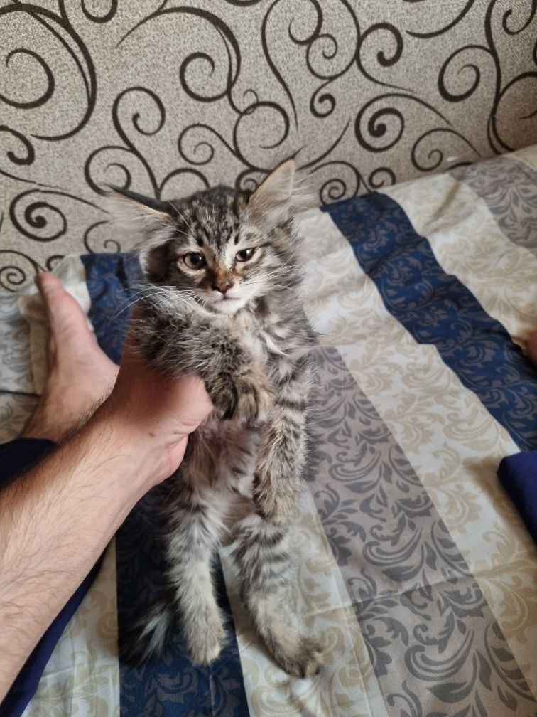 Котёнки кошки котята
