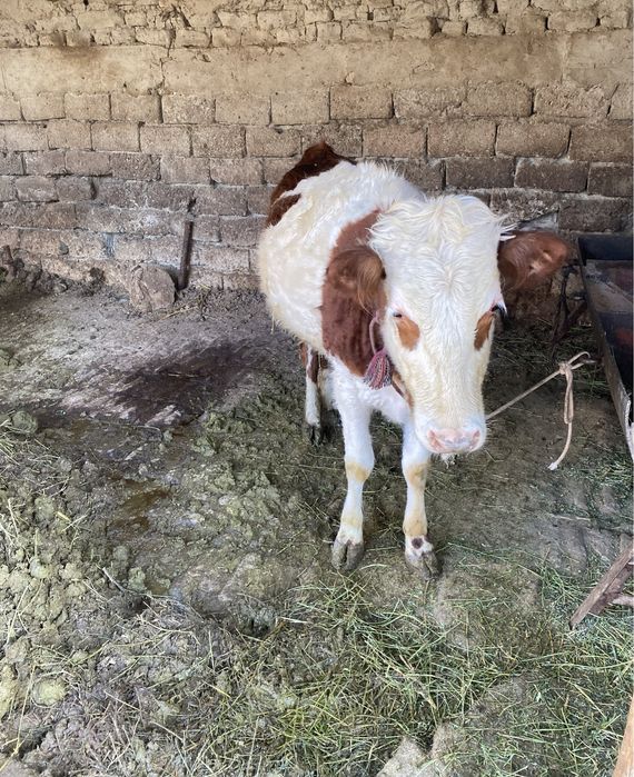 Мол  сотилади келишилган холда