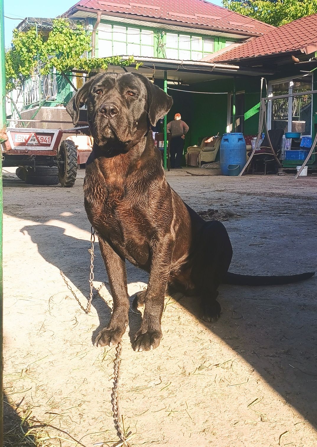 Vând sau Schimb cățelușă CaneCorso