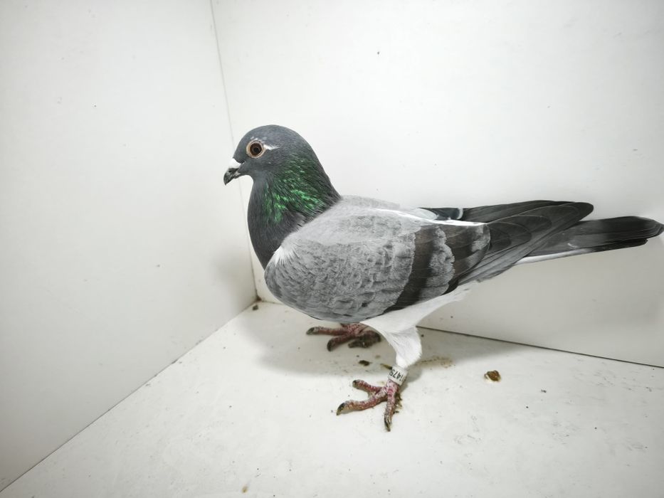 Porumbei reprodusi pe boxe individuale