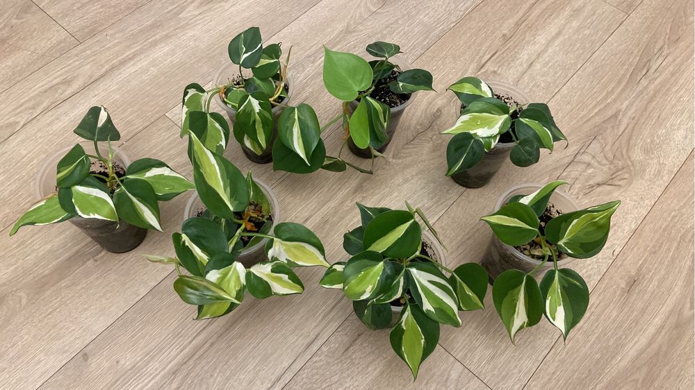 Медиопикта триколор