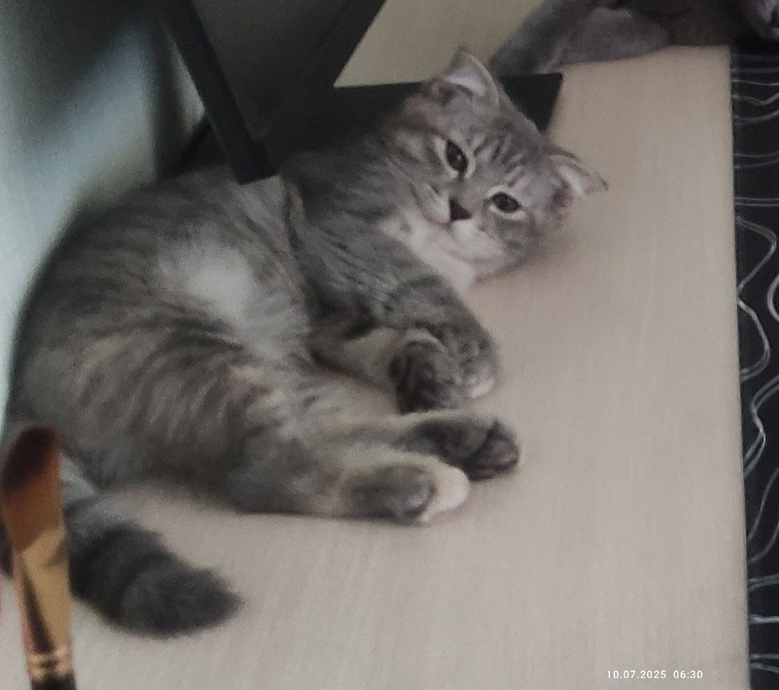 Продаются котята. Город Бухара.