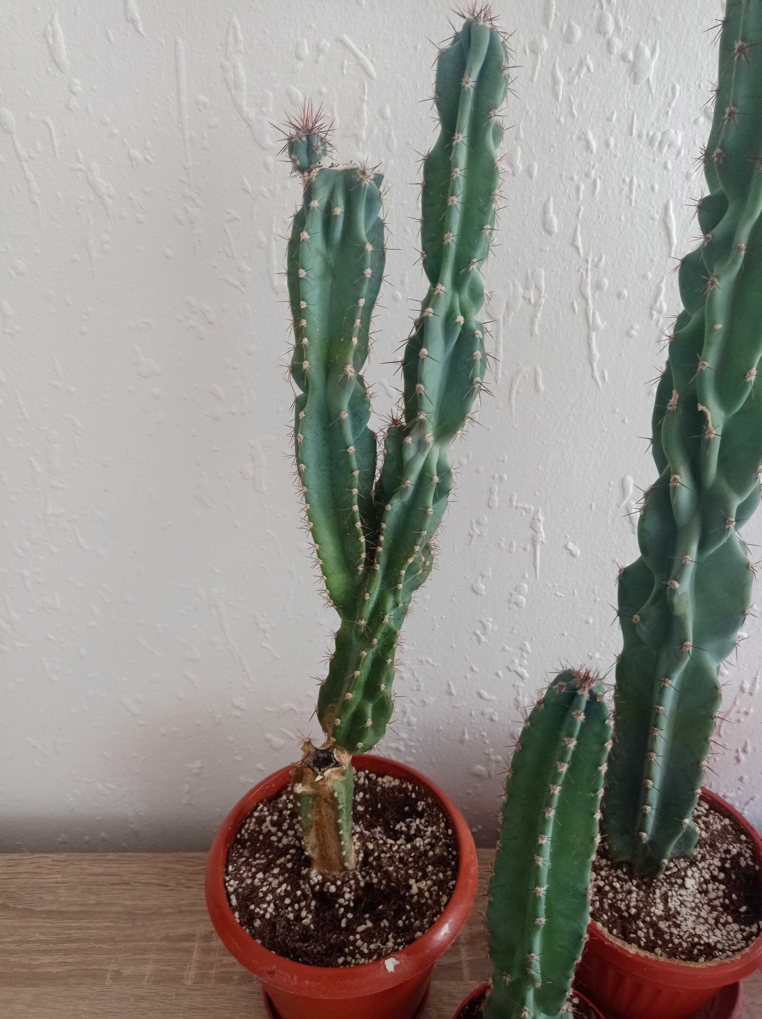 Кактуси   Cereus