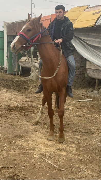 Продается лошад ахалтикинский смеш.