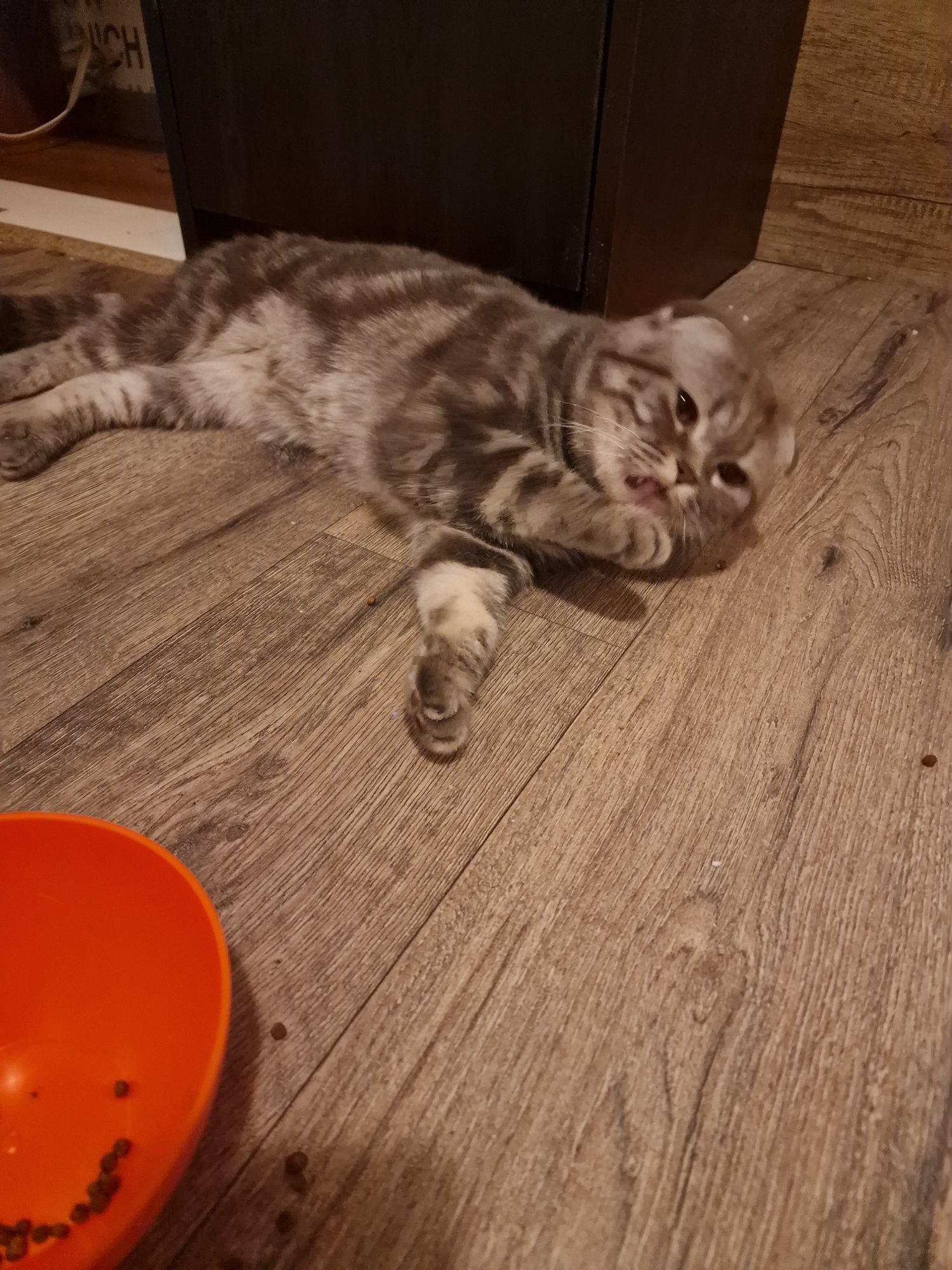 Британски клепоух котарак