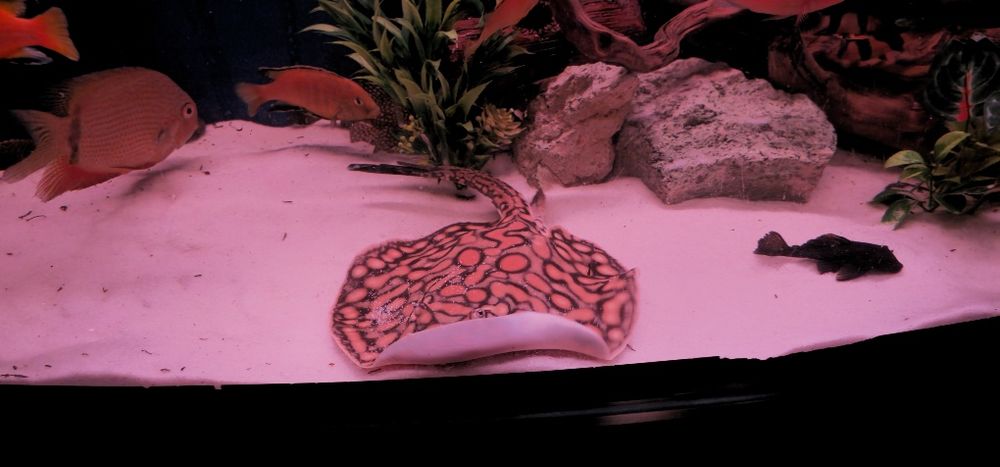 Пресноводный скат