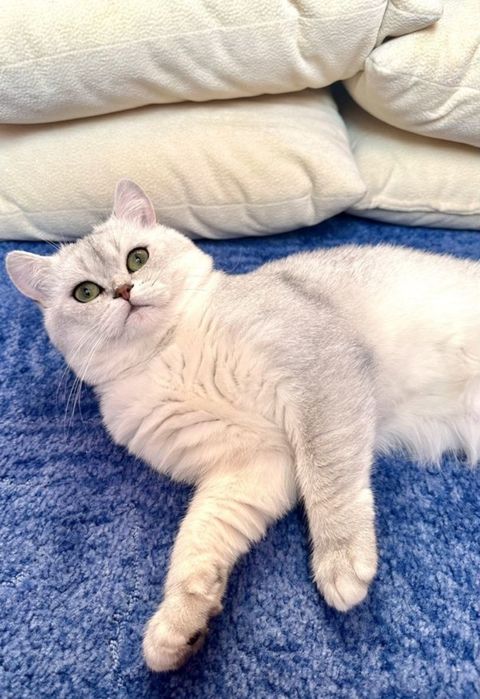 Взяка шикарного кота, шотландский шиншила серебро, ждет дам!