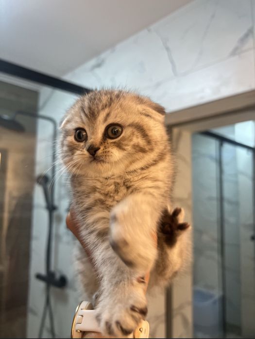 Шотландско клепоухо коте