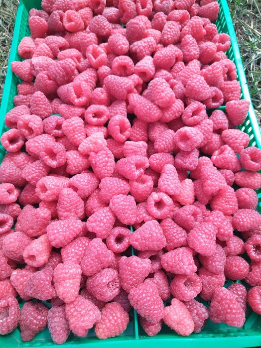 Разсад МАЛИНИ, мапема, енросадира, амира и др. ГОЛЕМИ КОЛИЧЕСТВА !