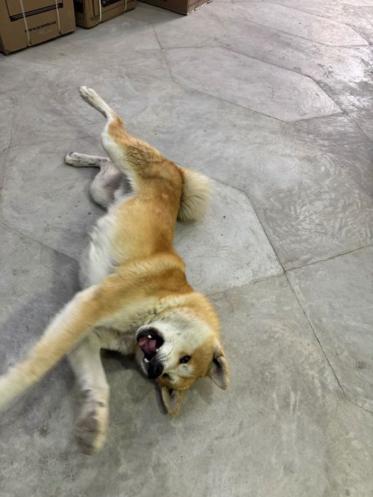 Akita srochna sotiladi 3mln