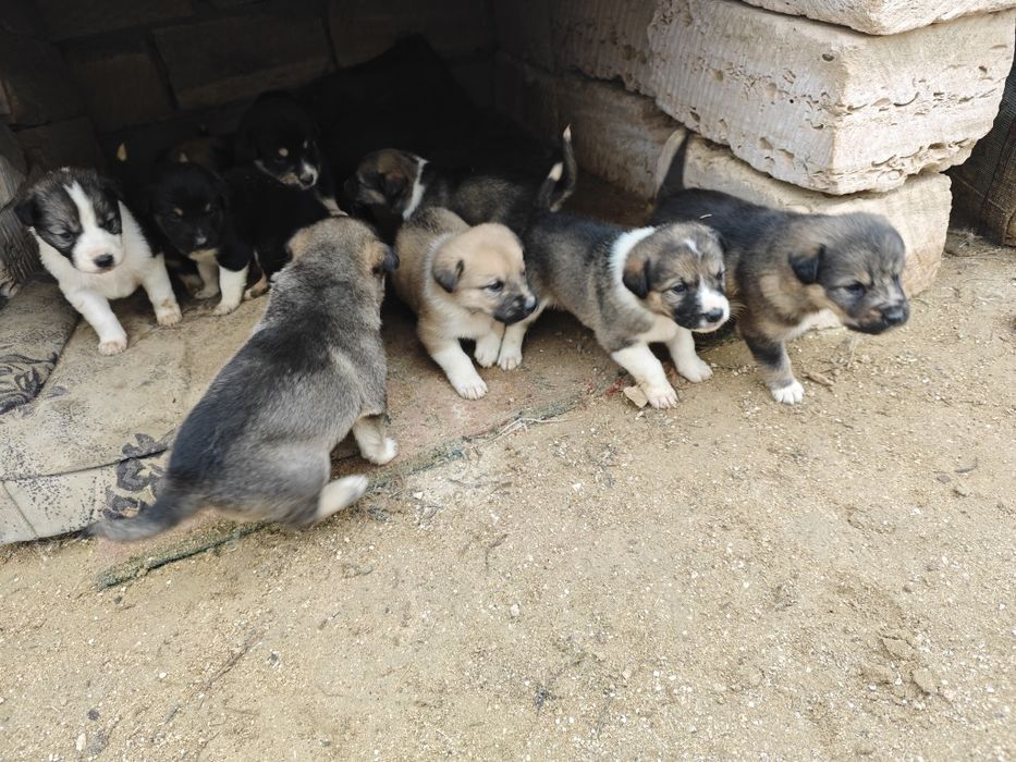 Щенки кушиктер енеси екинши суретте 1 Айлык