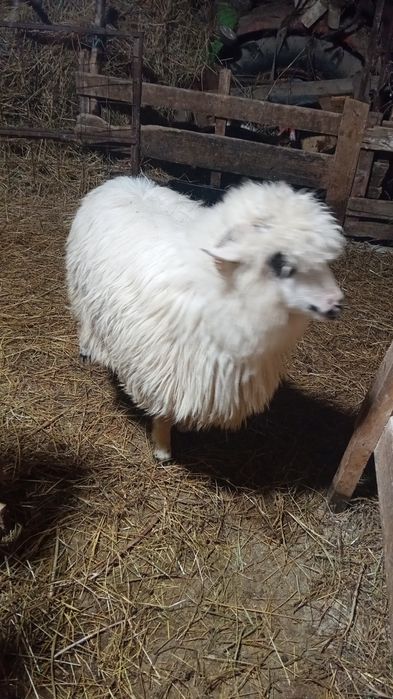 De vânzare  mieluta de anul trecut