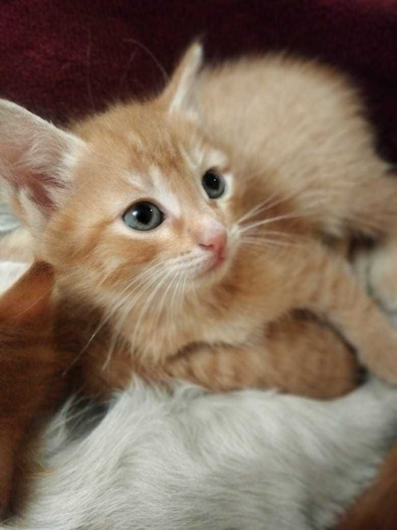 Котенок ищет дом.