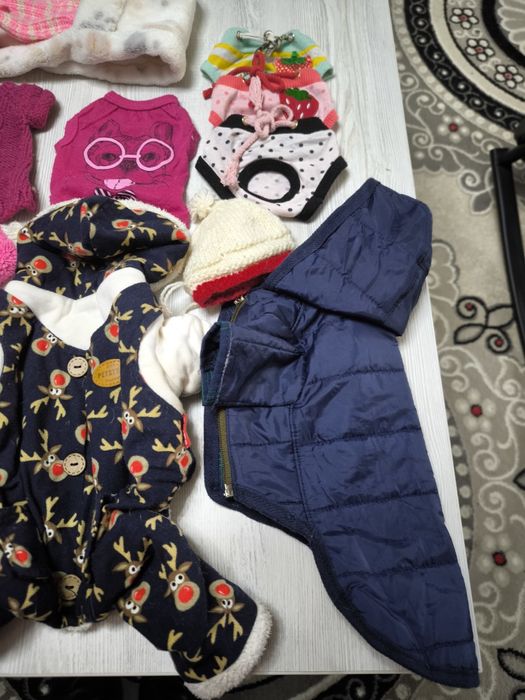 Одежда для собак чихуахуа