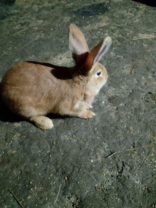 Продам бургундских кролих