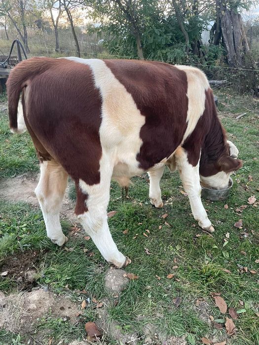 Vând vițel Baltata Românească