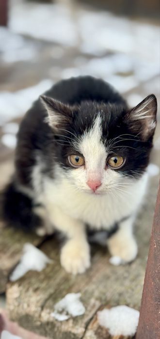 Отдам котят в надежные руки