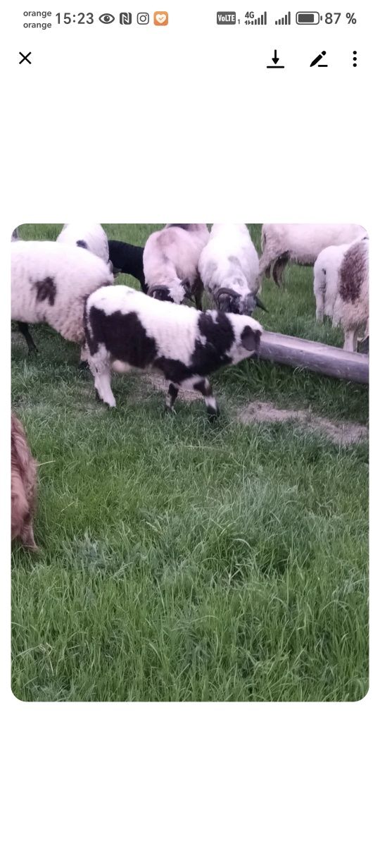 2 berbecuți și 2 miele