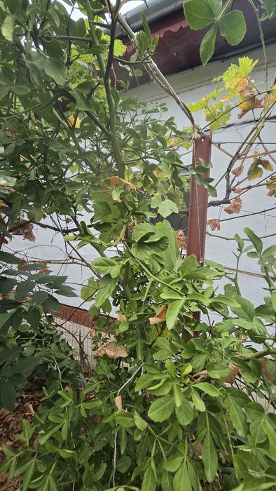 Lămâi rezistent la îngheț