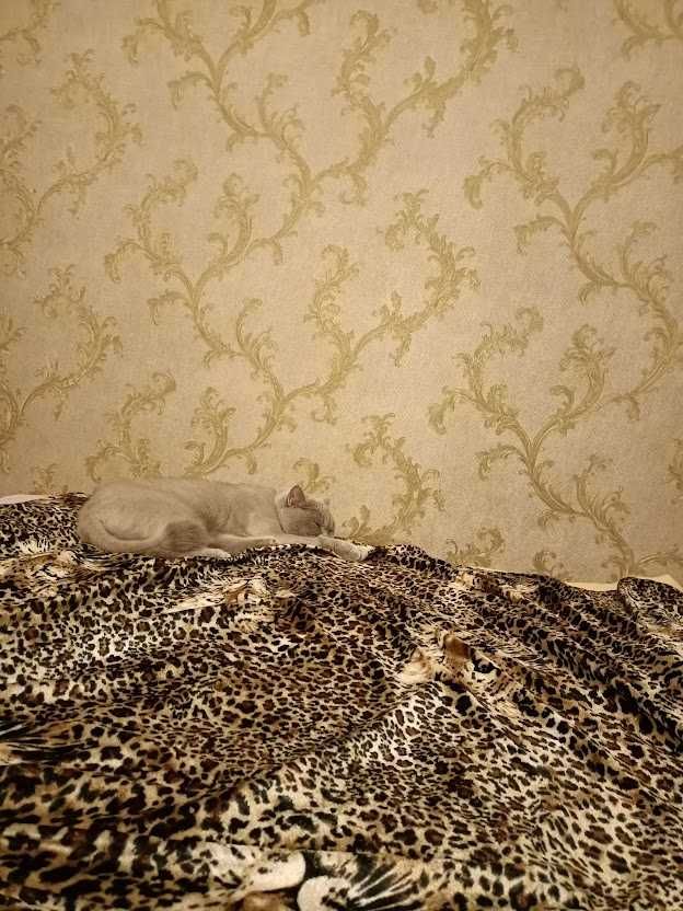 передержка кошек