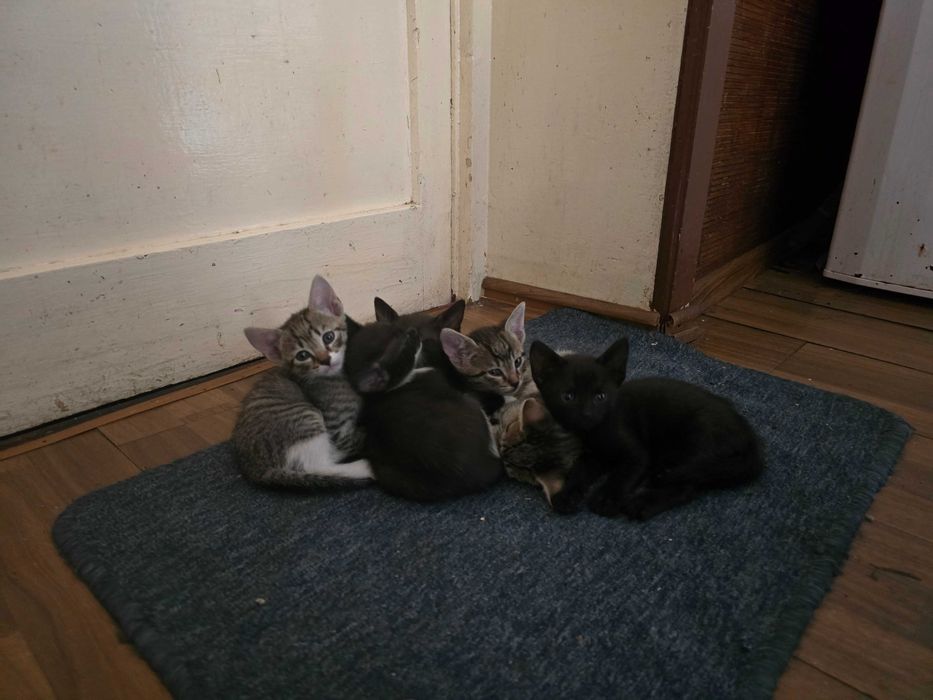Donez 5 pisici , varsta  1 luna si jumatate