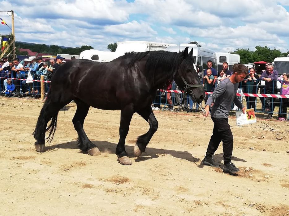 Cal de vânzare de 5 ani