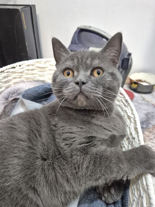 Кот прямоухий шотландец даром