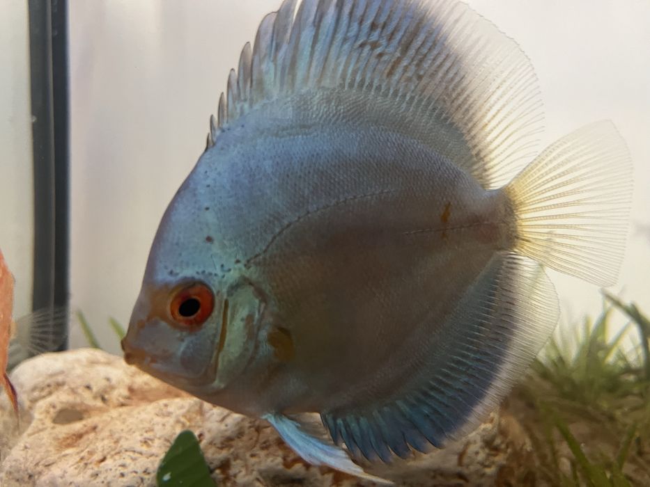 Pesti discus doua bucati