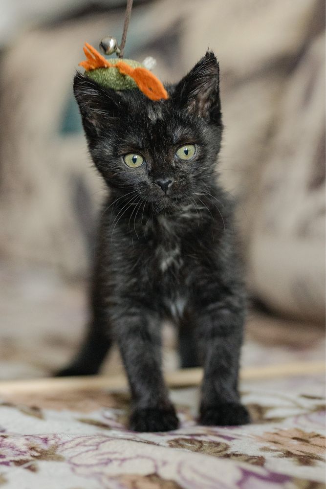Котенок в поиске дома