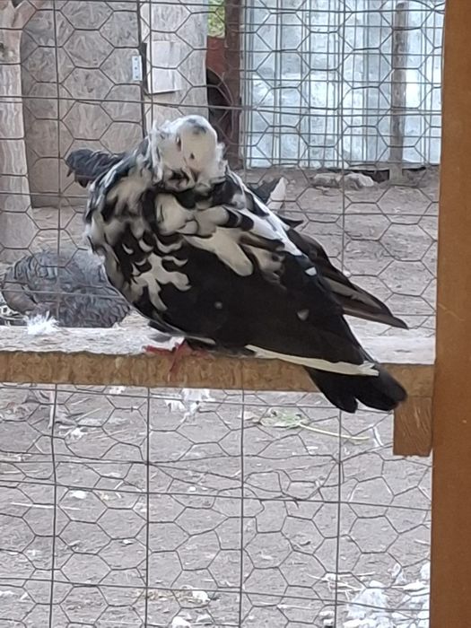 Porumbei pescarusi chinezi