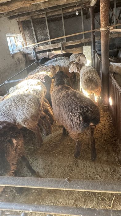 Кой сатылады 18 бас