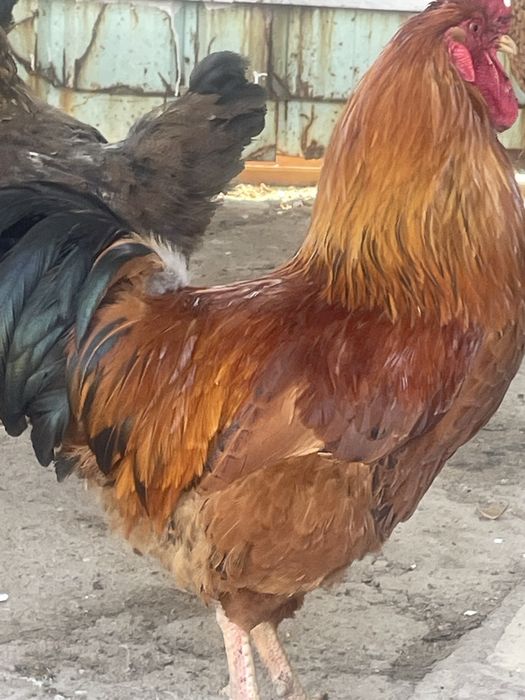 Продам петухов кучинской порды.