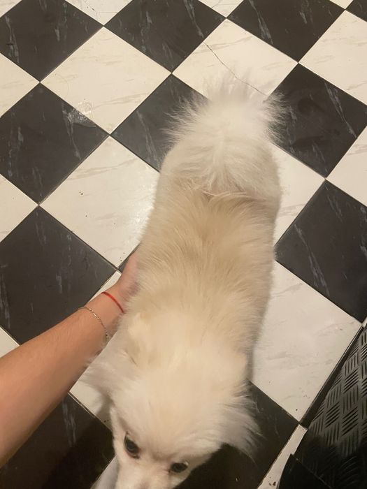 Pumeran bql mn dobyr I igriv