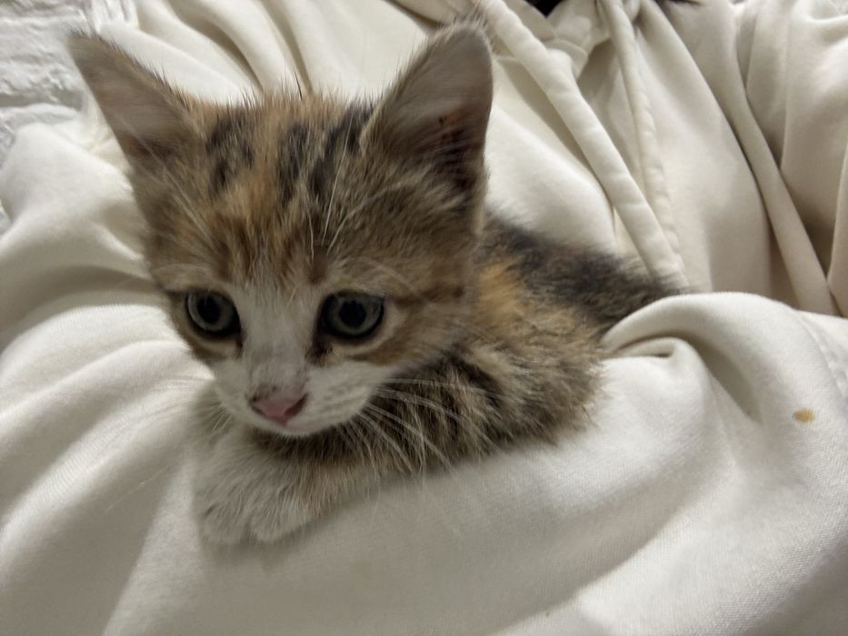 Котенок девочка ищет дом