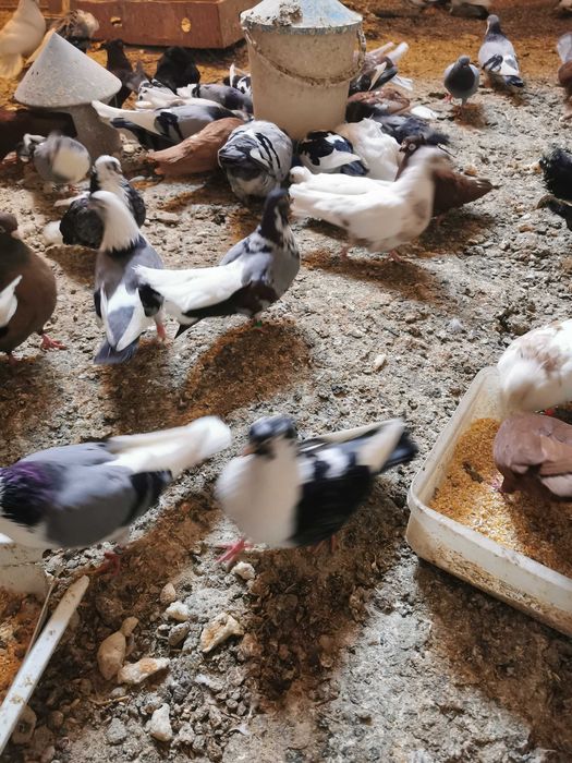 Porumbei Galateni jucatori