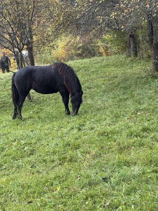Cai de vânzare  mai multe detali la telefon.