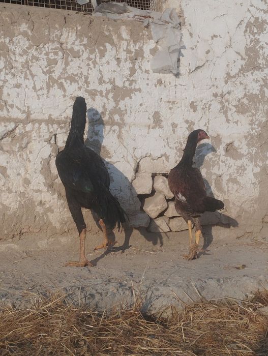 Dakan xoʻrozlar sotiladi