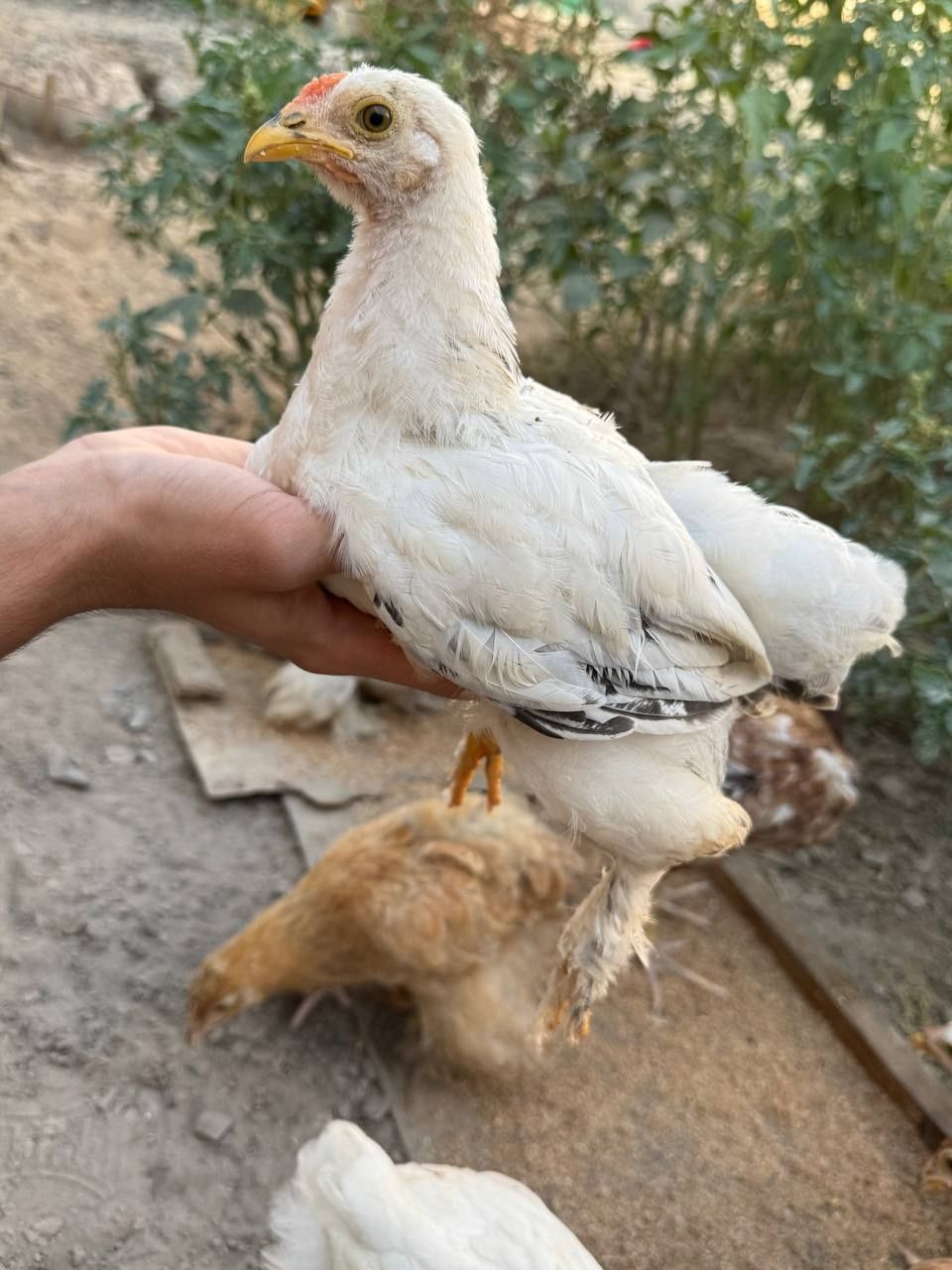 Brama jo‘jala sotilodi