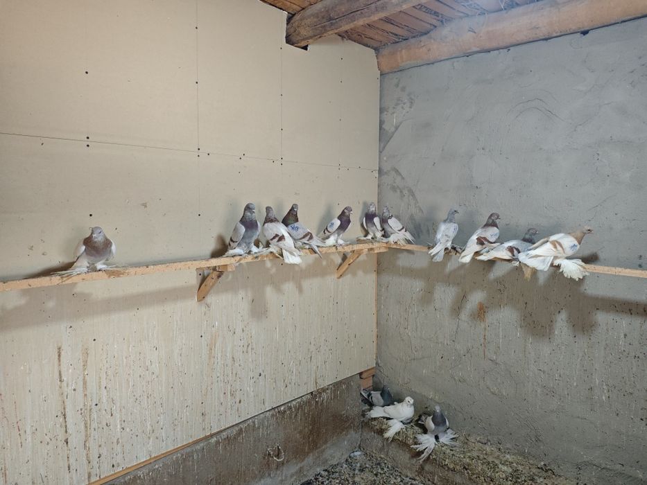 Kaptar kabutar golubi gulubey kaptarlar kaptarla