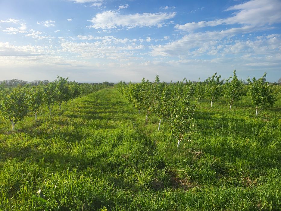 Продам яблоневый сад