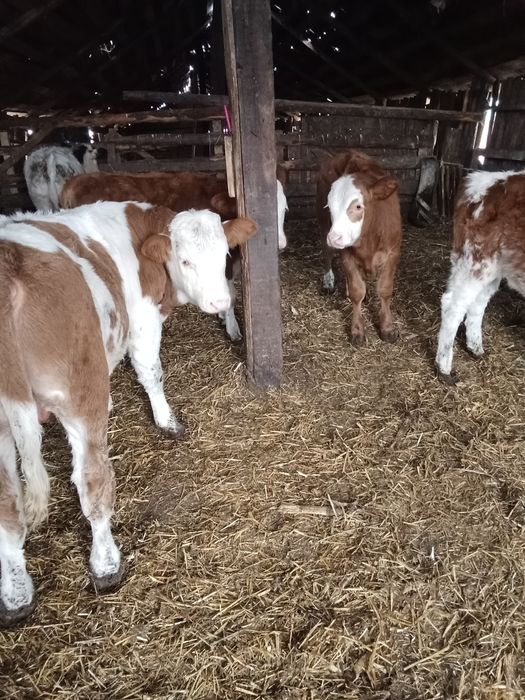 Vând viței 10 bucăți