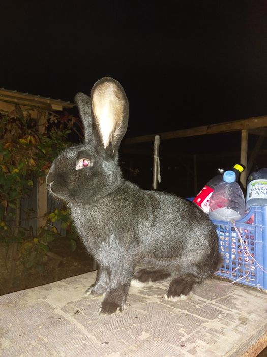 Vând iepure pentru tăiat