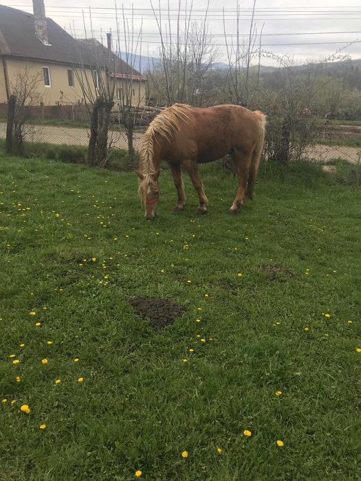 Cal  de  vanzare
