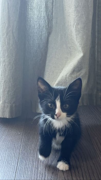 Женско котенце търси дом