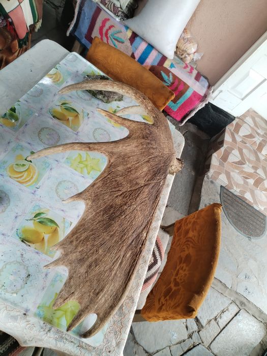 Vând ornament decorativ!!