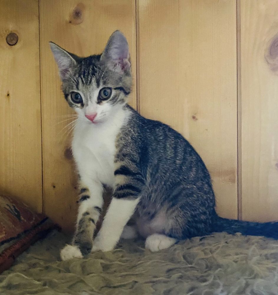 Pui de pisica pentru adoptie-3 baietei si 3 fetite